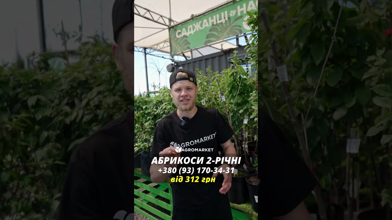 Абрикос "Меджик Кот" укорененный в контейнере (саженец 2 года)
