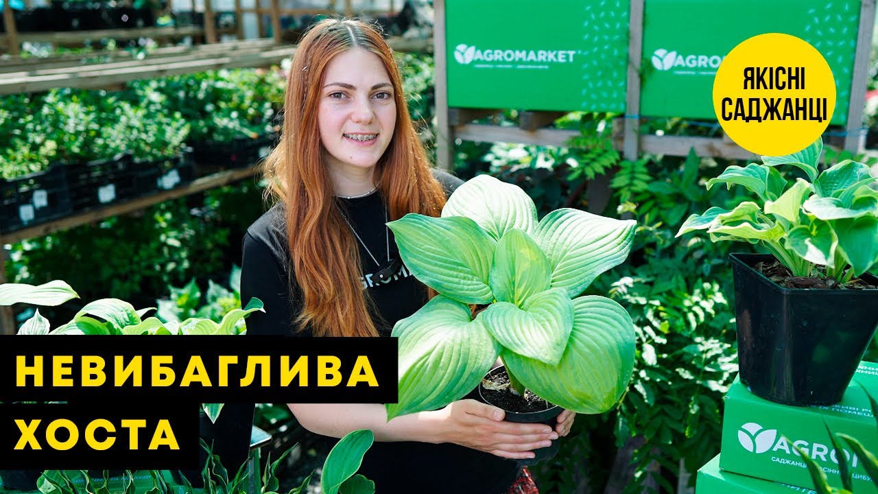 Хоста гібридна "Hands Up" С3