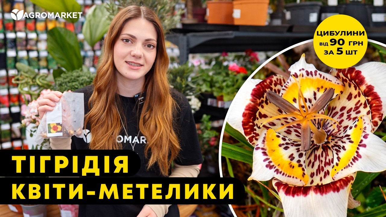 Тігрідія "Мікс" 5шт