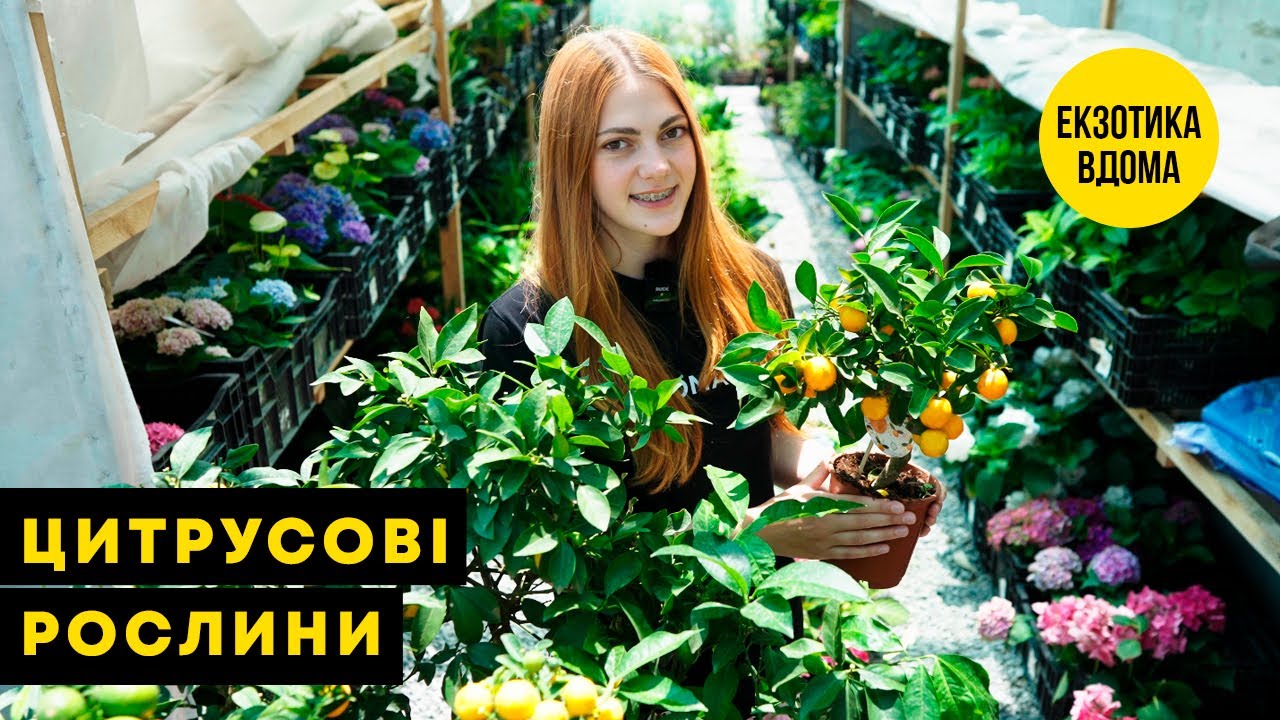 Мандарин "Михо Васе" (саженец 2 года)