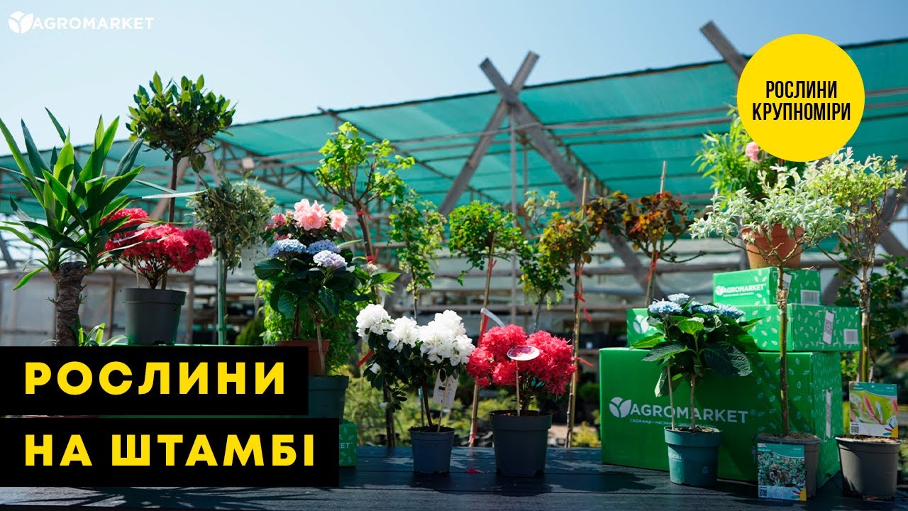 Роза штамбовая "Леонардо да Винчи" (саженец класса АА+) высший сорт