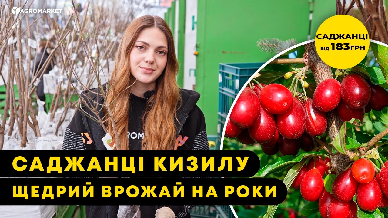 Кизил "Лукьяновский" (средний срок созревания, один из наилучших сортов)