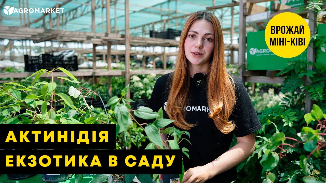 Актинідія "Скарлет Септембер" (міні-ківі, морозостійкий сорт, ранній термін дозрівання)