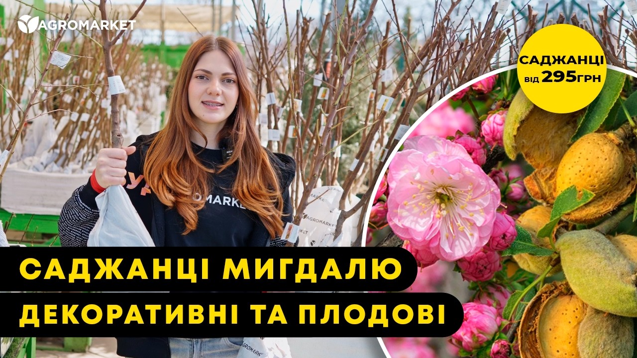 Декоративный Миндаль "Луизеания трехлопастная"