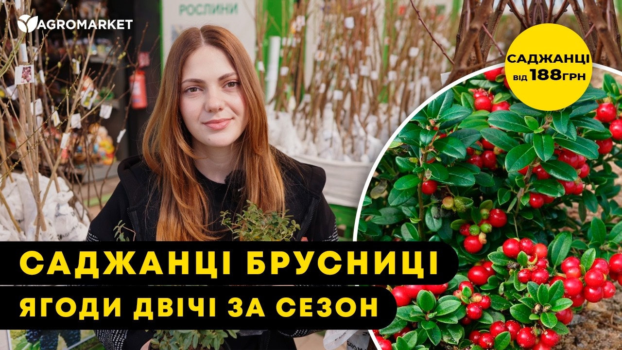 Брусника "Руно" (поздний срок созревания, очень урожайный сорт)