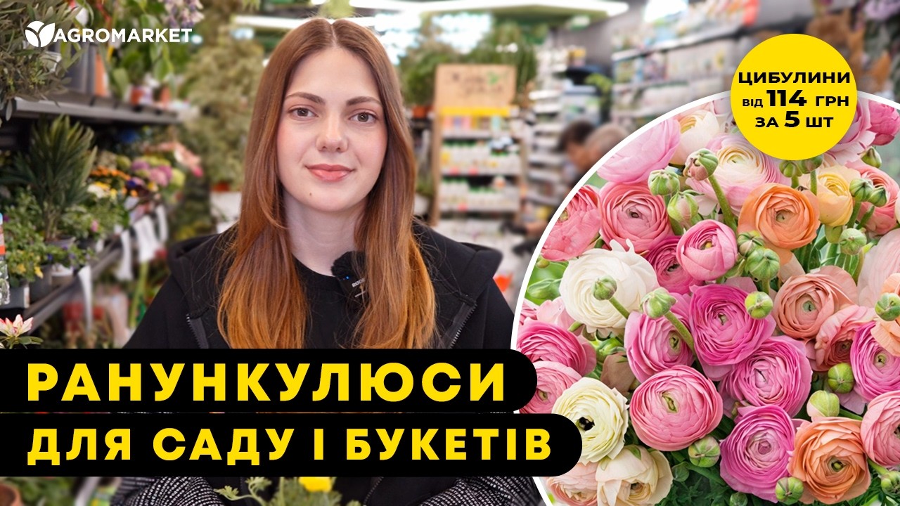 Лютики (Ранункулюс) "Yellow 990" (размер 5/6 , крупный) 5шт в упаковке