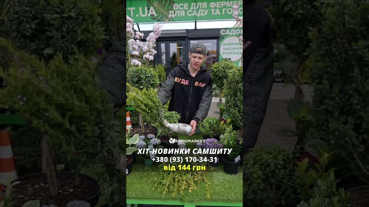 Самшит вічнозелений "Шарм" (Charm) 3-х річний саджанець