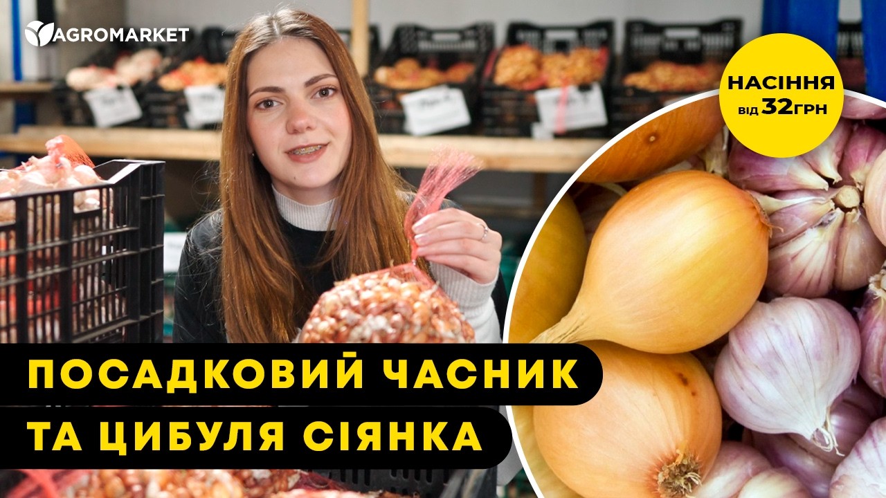 Лук-севок 1кг (арбажейка) "Красный Мексиканец" (Украина)