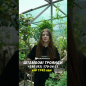 Роза штамбовая "Scarlet" (саженец класса АА+) высший сорт