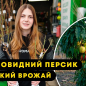 Эксклюзив! Нектарин колоновидный "Мистер Перси" (Mr. Percy)