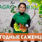 Виноград надрічковий "Мускатний водоспад" ТМ "Аеліта" 0.2г купить