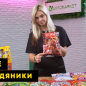 Карамель Fruits (шоу-бокс) ТМ "Чупа-чупс" 11г упаковка 50шт