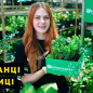 Эксклюзив! Брусника кораллово-красная "Мадам" (Madam) (премиальный ремонтантный сорт, очень полезная) купить