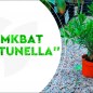 Мандарин итальянский (Кумкват) NEW купить