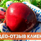 Морковь "Красный великан" ТМ "Весна" 500г