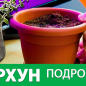 Экстрагон (тархун) "Зеленый дол" ТМ "Плазменные семена" 0,1г NEW купить