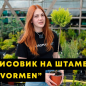 LMTD Кипарисовик на штамбе 3-х летний "Gold Vormen" (40-60см)