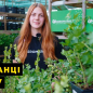 Агрус "Серенада" (пізній термін дозрівання, сорт високозімостойкий) цена