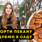 Орех Пекан "Barton" (неприхотливый, высокоурожайный) цена