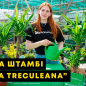 LMTD Юка на штамбі 2-х ярусна "Yucca Treculeana" (80-100см)