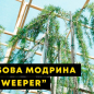 Лиственница японская "Стиф випер" (Stiff weeper) горшок P9 цена