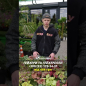 Гейхера (Heuchera) "Palace Purple" 1 шт