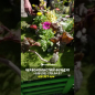 Фундук "Сирена" (краснолистный, средний срок созревания, перекрёстное опыление, садить по 2 шт) 