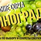 Эксклюзив! Виноград янтарно-белый "Звездочка" (Star) (премиальный один из лучших сортов) купить