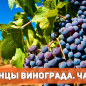 Виноград надрічковий "Мускатний водоспад" ТМ "Аеліта" 0.2г цена
