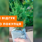 Лавр вечнозеленый "Кавказский" (2х летний, высота 40 см) цена