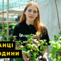 LMTD Смородина "White Hollander" (сортова, укорінена)