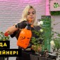 Роза чайно-гибридная "Рэд Пиано" в контейнере, высший сорт