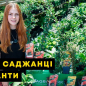 Пираканта (живая изгородь) "Orange Charmer" 