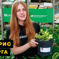 Барбарис Тунберга "Orange Rocket" (контейнер P9)