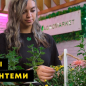 Хризантема кущова середньоквіткова "Cataya" купить