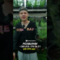 Розмарин "Барбекю" (контейнер № 10, высота 15 см) цена
