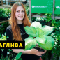 Хоста гібридна "Hands Up" С3