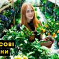 Мандарин "Михо Васе" (саженец 2 года) купить