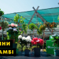 Роза штамбовая "Леонардо да Винчи" (саженец класса АА+) высший сорт