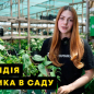 Актинідія "Скарлет Септембер" (міні-ківі, морозостійкий сорт, ранній термін дозрівання)