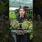 Камнеломка Арендса "White Pixie" цена